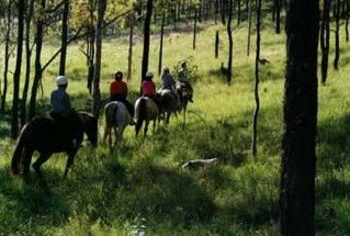Windella NSW Accommodation BNB