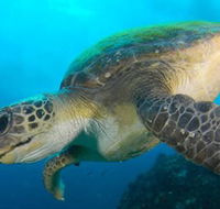 Byron Bay Dive Centre - Accommodation BNB