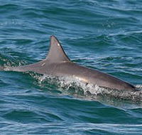 Byron Bay Dolphin Wildlife Tours - Accommodation BNB