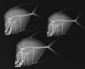X-Ray Vision: Fish Inside Out - Accommodation BNB 0