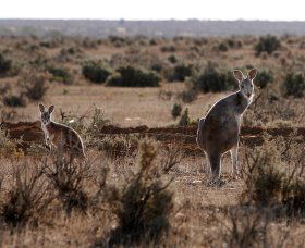 Silver City Tours - Accommodation BNB 1