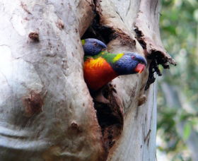 West Pennant Hills NSW Accommodation BNB