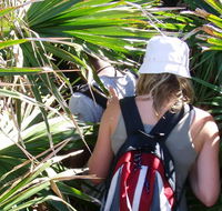 Palm Jungle loop track - Accommodation BNB