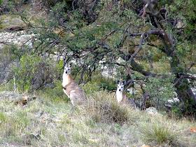 Saunders Gorge Sanctuary - Accommodation BNB 2
