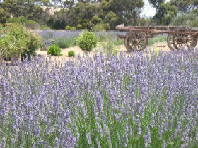 Emu Bay Lavender - Accommodation BNB 3