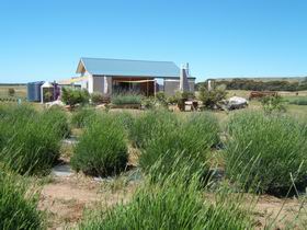 Emu Bay Lavender - Accommodation BNB 1