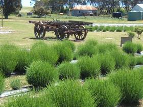Emu Bay Lavender - Accommodation BNB 2