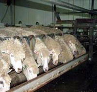 Island Pure Sheep Dairy And Cheese Factory - Accommodation BNB
