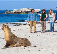 Seal Bay Conservation Park - Accommodation BNB