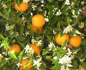 Orange World - Accommodation BNB 2