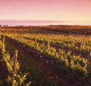 Ralph Fowler Wines - Accommodation BNB