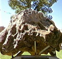 Fossilised Tree - Accommodation BNB
