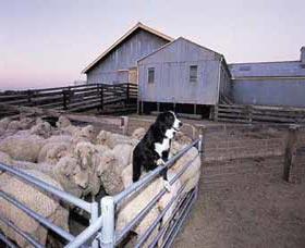 Shear Outback The Australian Shearers Hall Of Fame - Accommodation BNB 1