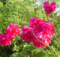 Bishop's Lodge Historic House and Heritage Rose Garden - Accommodation BNB