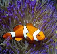 Reef HQ Aquarium - Accommodation BNB