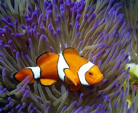 Reef HQ Aquarium - Accommodation BNB 1