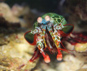 Reef HQ Aquarium - Accommodation BNB 3