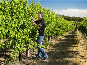 Patrick Of Coonawarra - Accommodation BNB 0