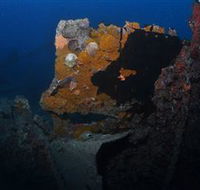 Lady Bowen Dive Site - Accommodation BNB