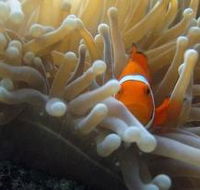 Beaver Reef Dive Site - Accommodation BNB