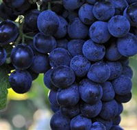 De Bortoli Wines Bilbul - Accommodation BNB