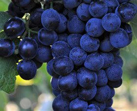 De Bortoli Wines Bilbul - Accommodation BNB 0