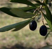 Red Rock Olives - Accommodation BNB