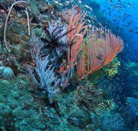 SS Yongala Dive Site - Accommodation BNB