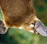 Eungella National Park - Accommodation BNB