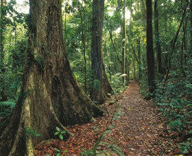 Eungella National Park - Accommodation BNB 1