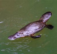 Platypus Viewing at Broken River - Accommodation BNB
