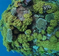 Keeper Reef Dive Site - Accommodation BNB
