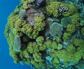 Keeper Reef Dive Site - Accommodation BNB 0