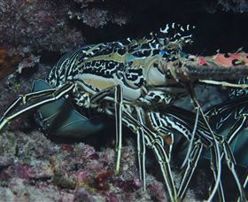 Keeper Reef Dive Site - Accommodation BNB 2
