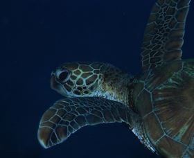 Keeper Reef Dive Site - Accommodation BNB 3