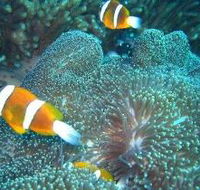 Davies Reef Dive Site - Accommodation BNB