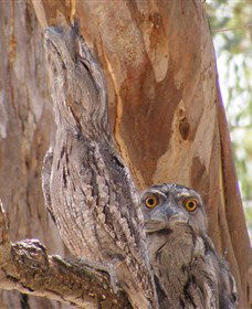Bird Watching - Accommodation BNB 0