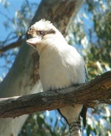 Bird Watching - Accommodation BNB 1
