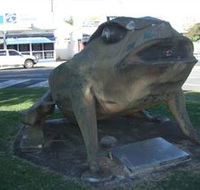 Big Cane Toad - Accommodation BNB