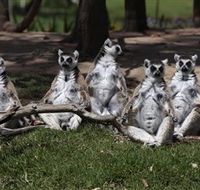Savannah Visitor Plaza Taronga Western Plains Zoo Dubbo - Accommodation BNB
