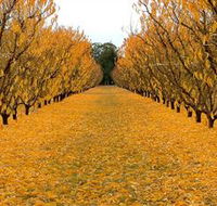 Sun Country on the Murray Farm Gate Trail - Accommodation BNB