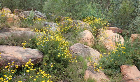 Ben Hall's Cave Walking Track - Accommodation BNB 2