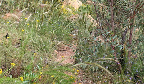 Ben Hall's Cave Walking Track - Accommodation BNB 1