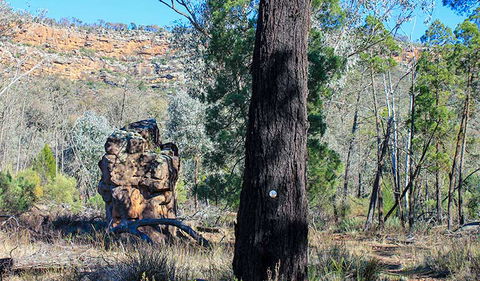 Eualdrie Walking Track - Accommodation BNB 0