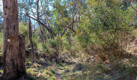 Eualdrie Walking Track - Accommodation BNB 1
