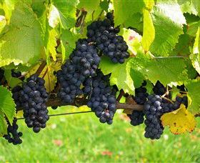 Paramoor Winery - Accommodation BNB 5