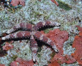 Challenger Bay Dive Site - Accommodation BNB 2