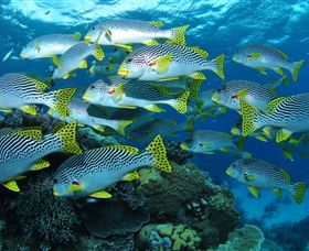 Challenger Bay Dive Site - Accommodation BNB 0