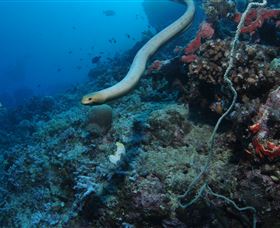 Two Towers Dive Site - Accommodation BNB 1