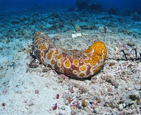 Two Towers Dive Site - Accommodation BNB 0